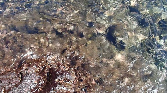 Animals - ML652927030