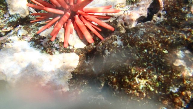 Animals - ML652927031