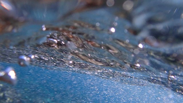 Animals - ML652927033