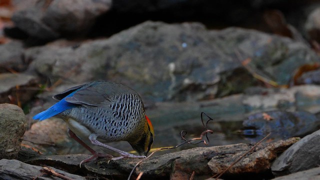 Blue Pitta - ML652927441