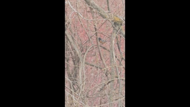 Spotted Towhee - ML652927699