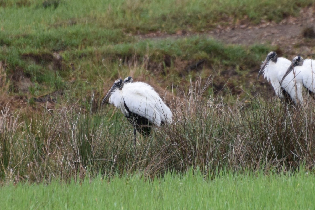 Wood Stork - ML652927763