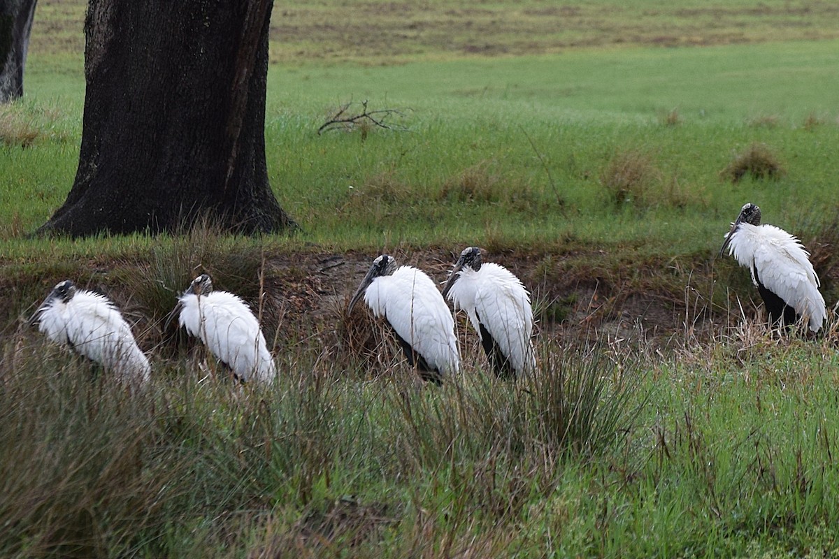 Wood Stork - ML652927764