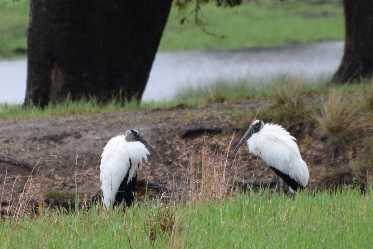 Wood Stork - ML652927765