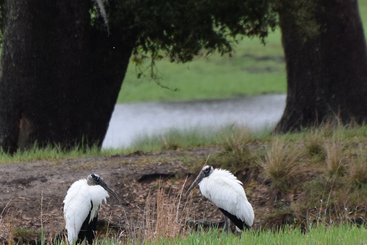 Wood Stork - ML652927766