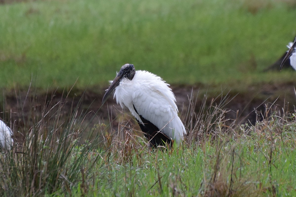 Wood Stork - ML652927767