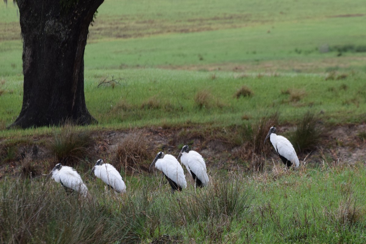 Wood Stork - ML652927768