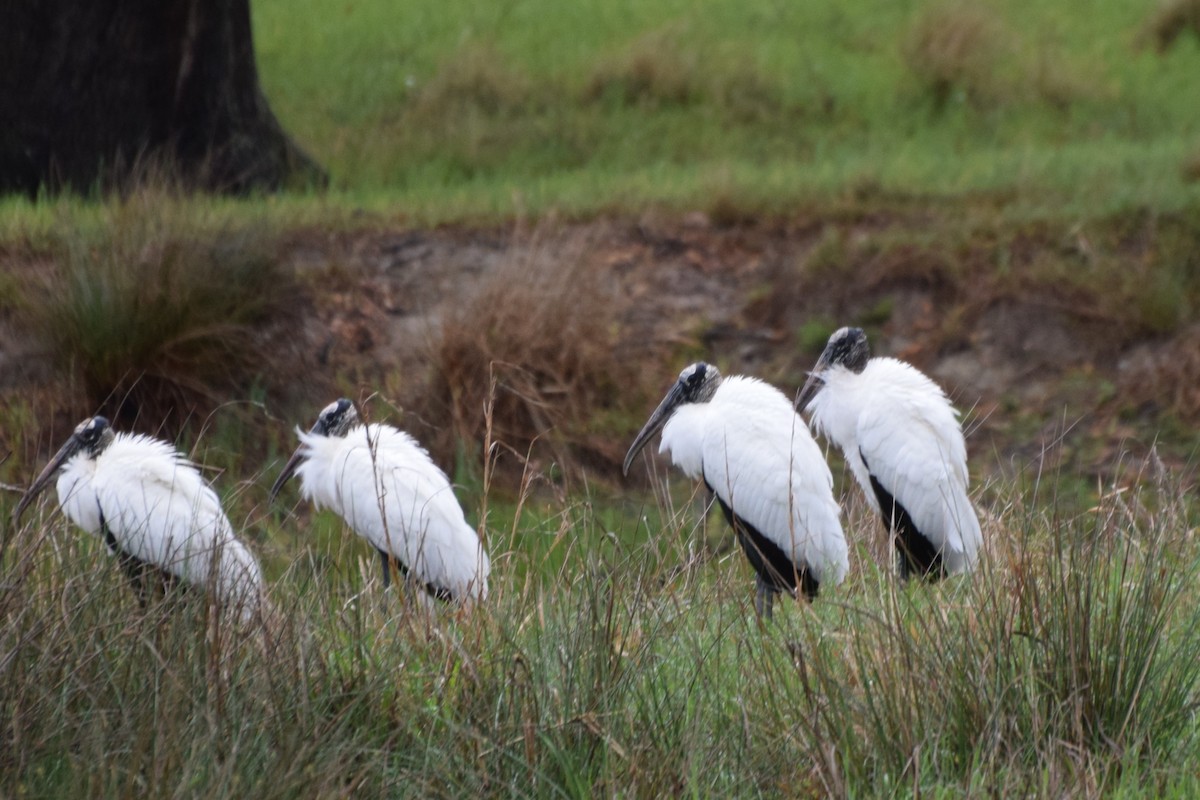 Wood Stork - ML652927769