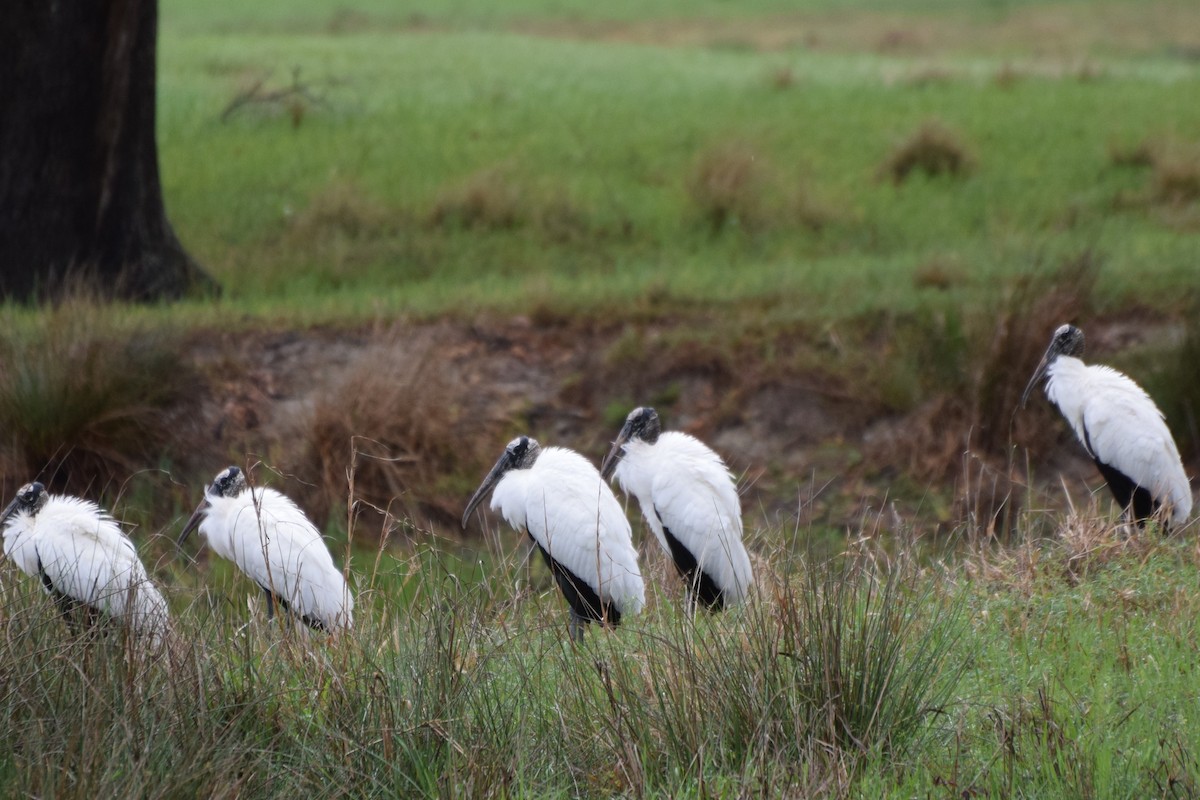 Wood Stork - ML652927770