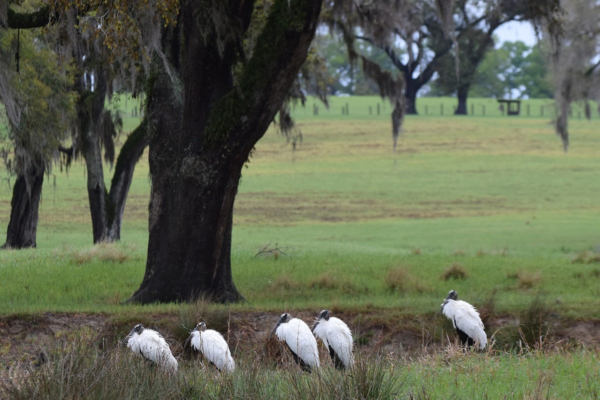 Wood Stork - ML652927771