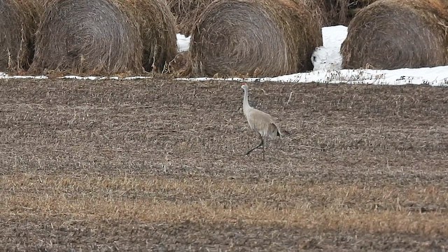 Sandhill Crane - ML652927880