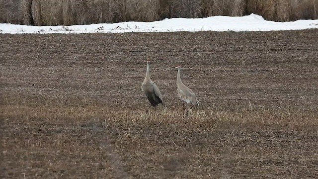 Sandhill Crane - ML652927896
