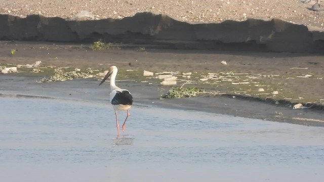 Oriental Stork - ML652928039