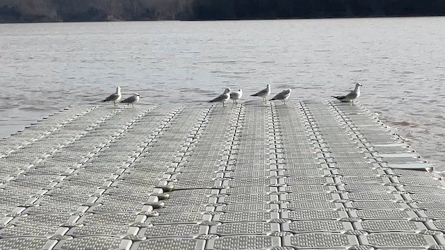 Ring-billed Gull - ML652928287