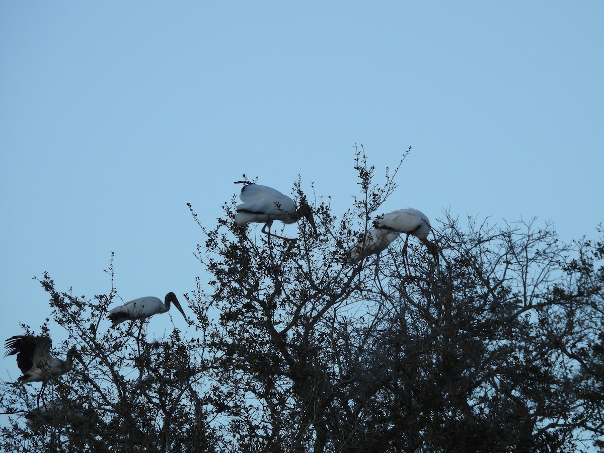 Wood Stork - ML652928446