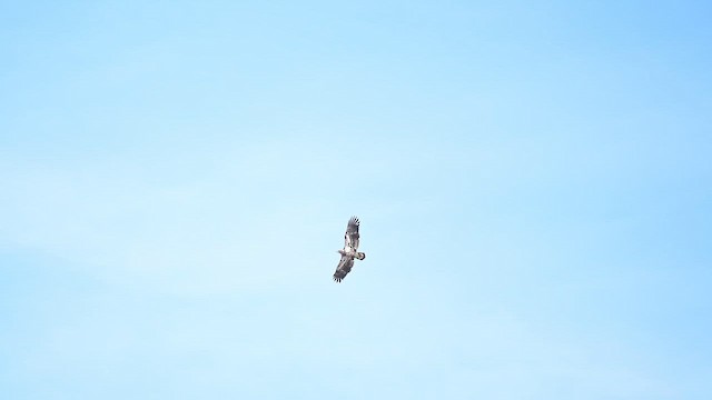 Bald Eagle - ML652928485