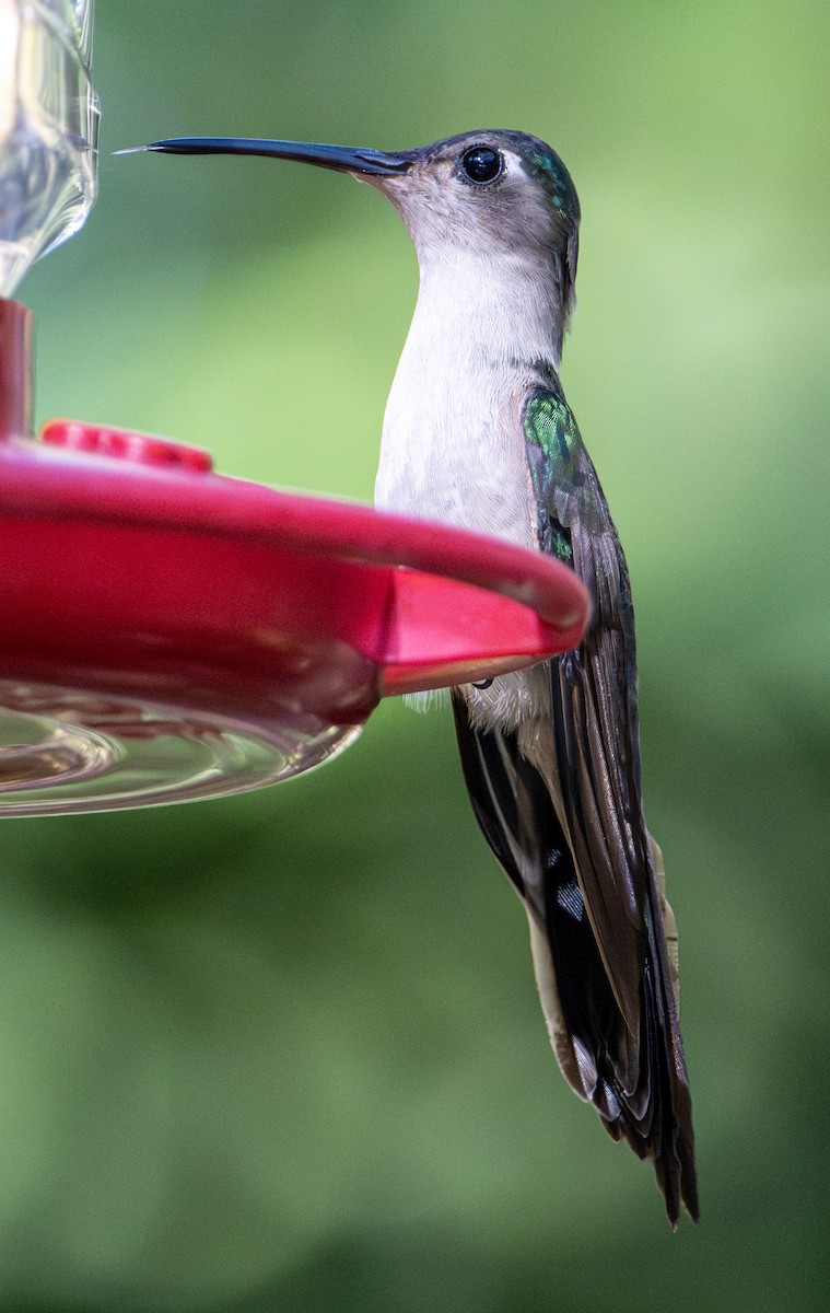 Wedge-tailed Sabrewing - ML652928676