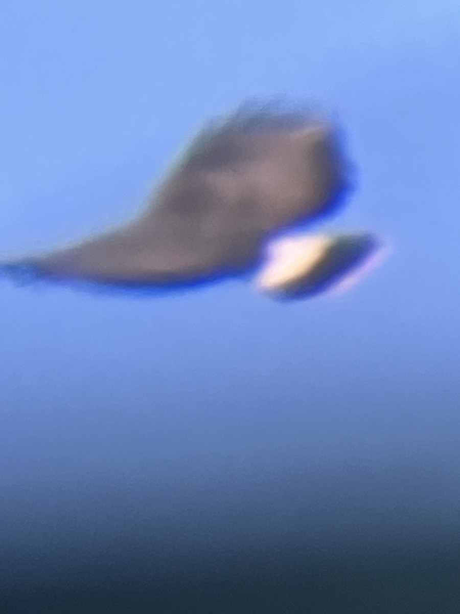 Common Black Hawk - ML652928806