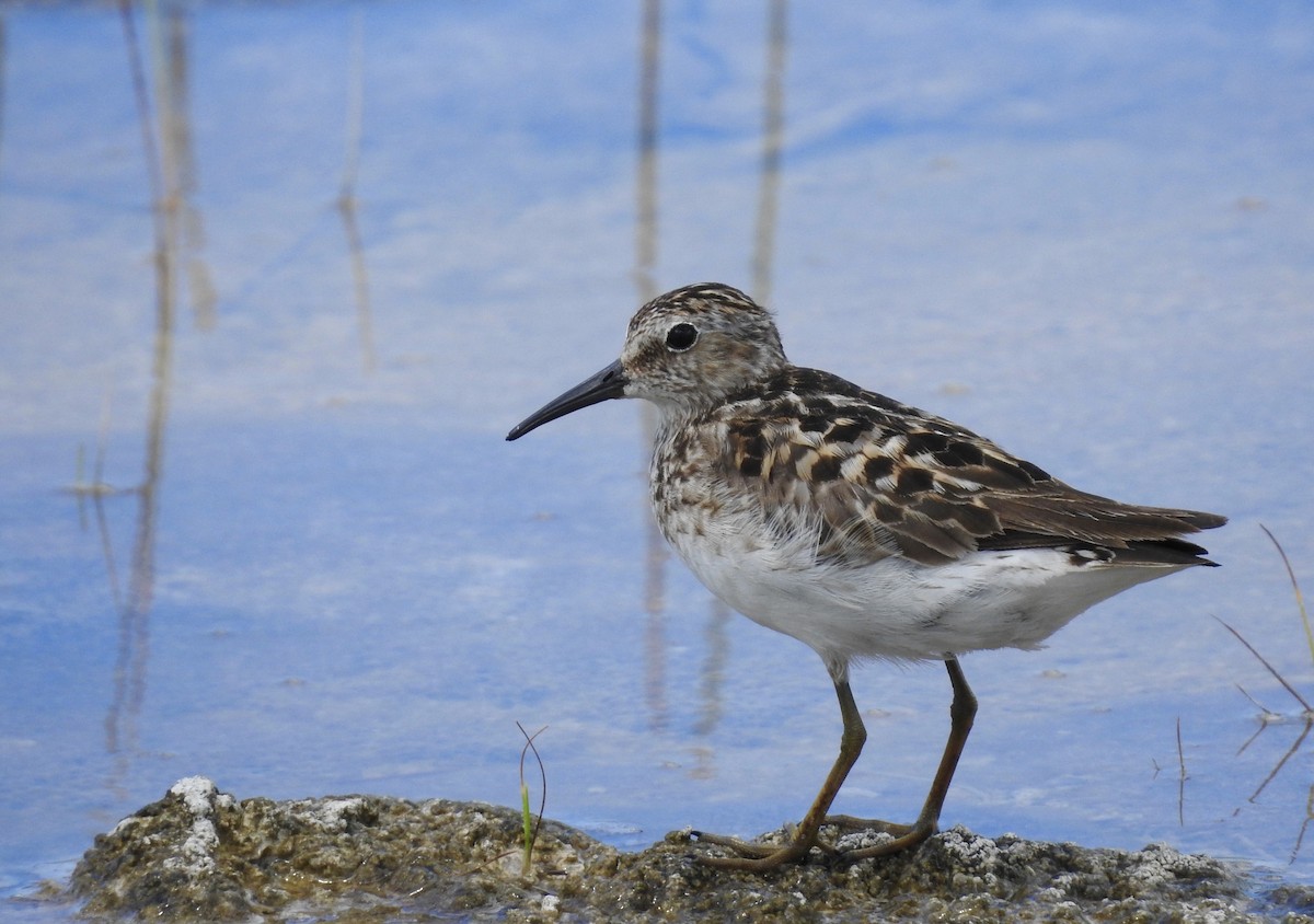 Least Sandpiper - ML65292911