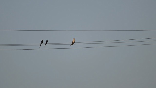 Common Hawk-Cuckoo - ML652929143