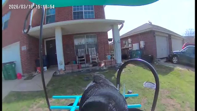 Red-winged Blackbird - ML652929164