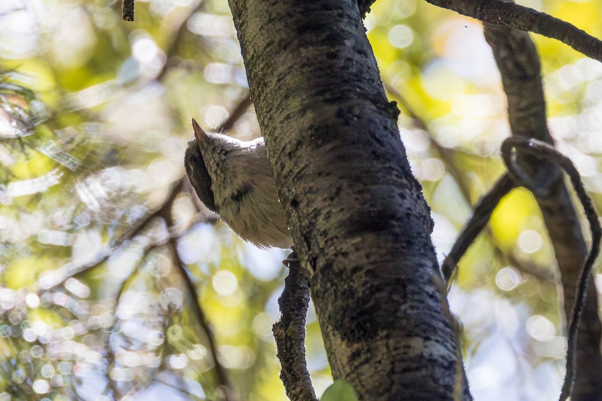 Pipipi - ML652929298