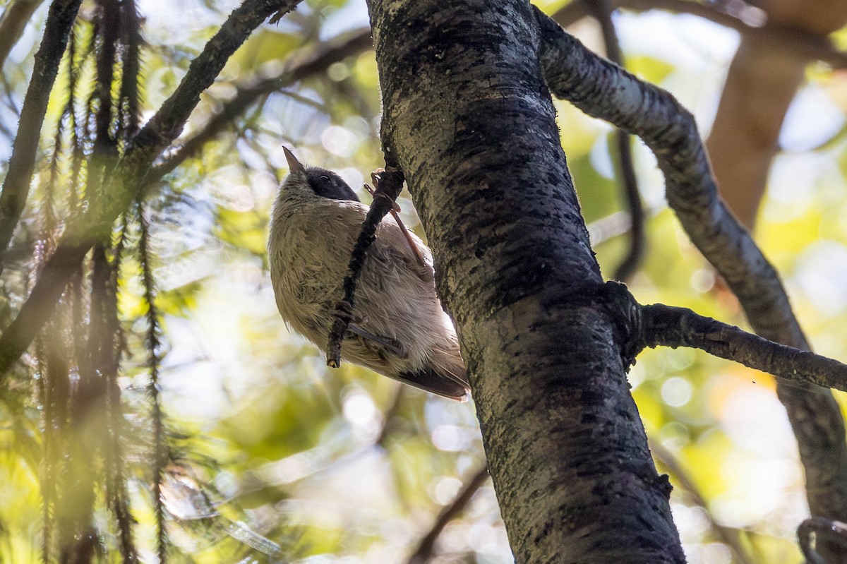 Pipipi - ML652929299