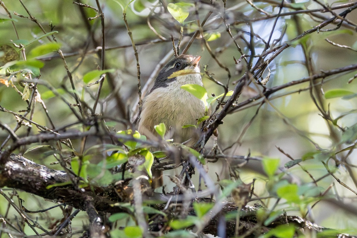 Pipipi - ML652929300