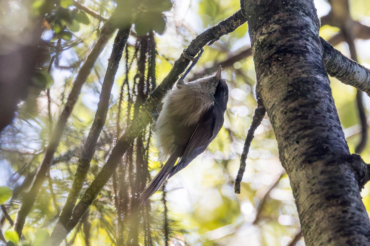 Pipipi - ML652929301