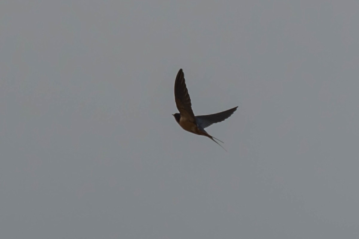 家燕 - ML652929351