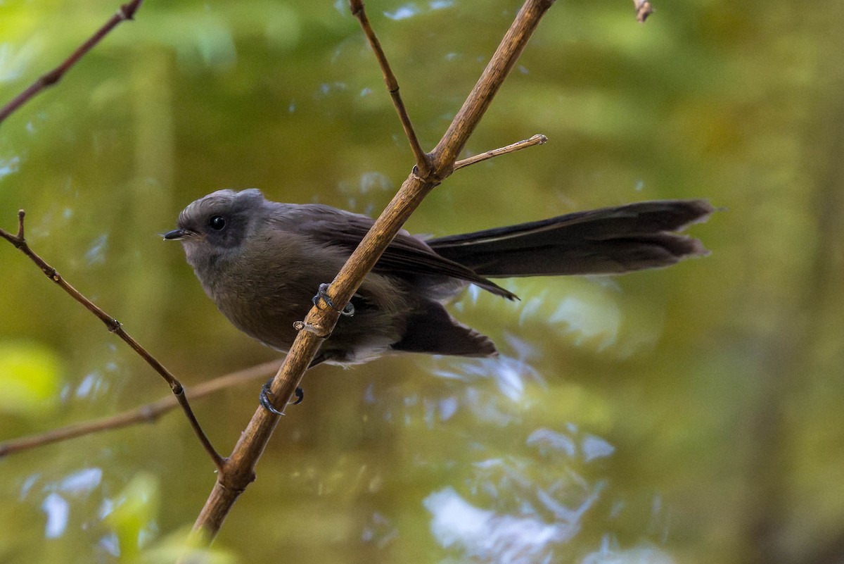 New Zealand Fantail - ML652929354