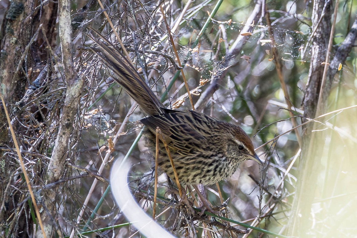 New Zealand Fernbird - ML652929369