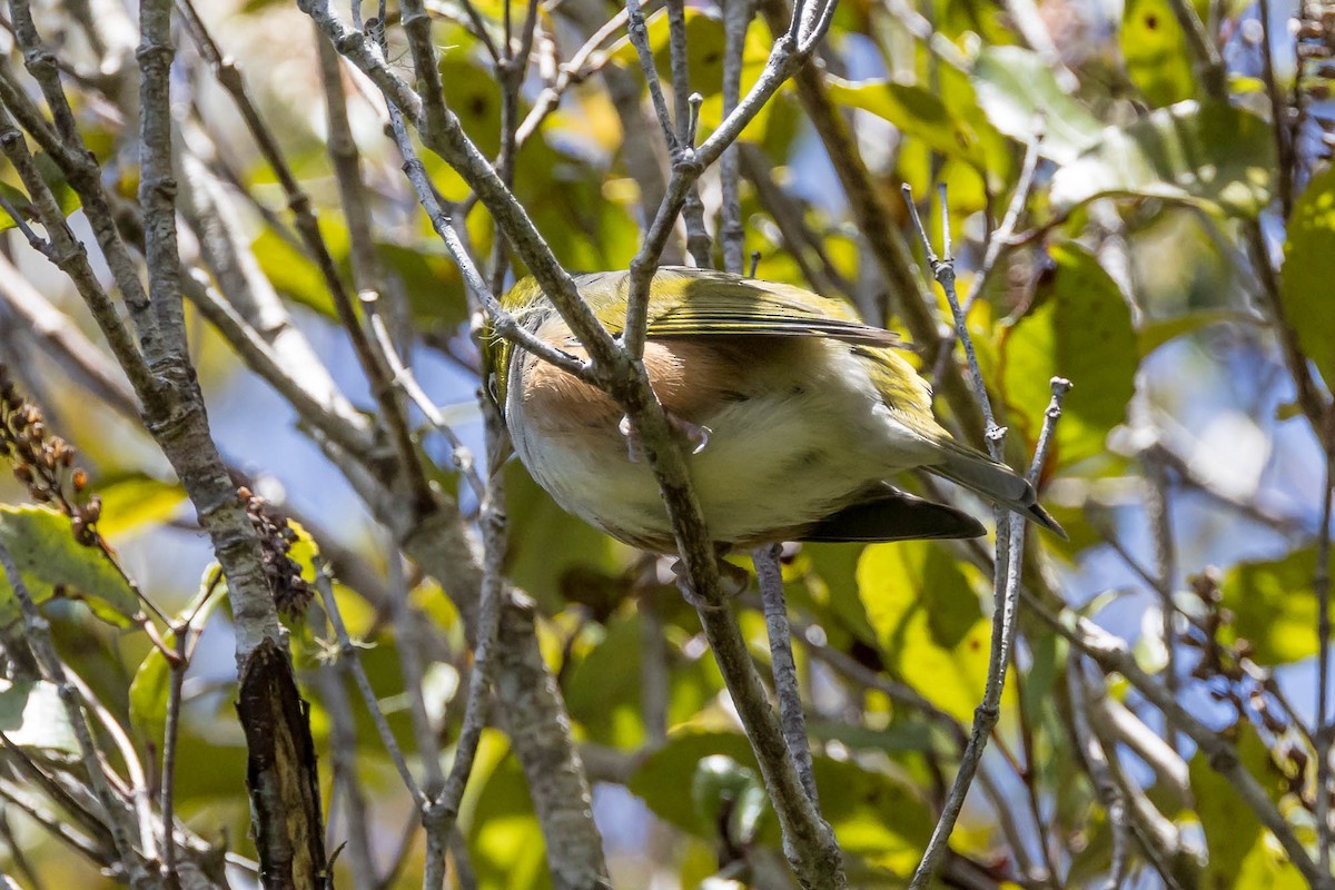 Silvereye - ML652929398