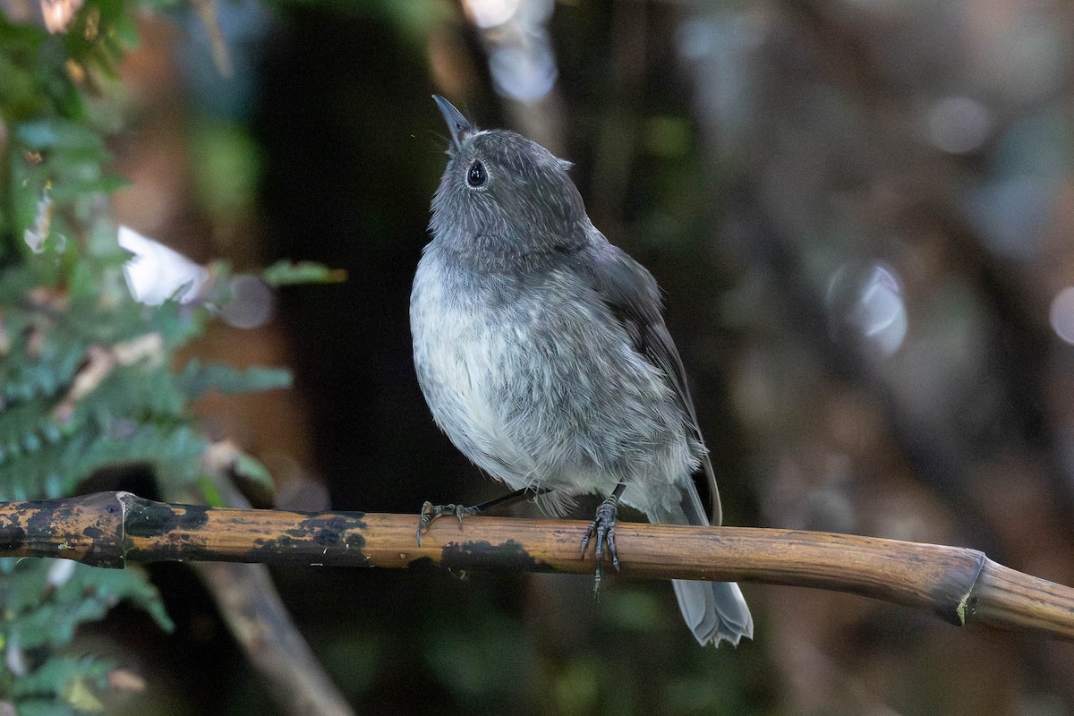 South Island Robin - ML652929427