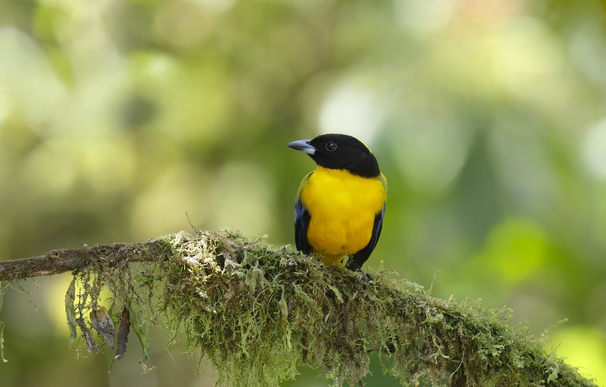Black-chinned Mountain Tanager - ML652929519