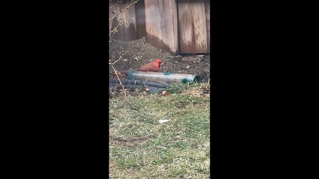 Northern Cardinal - ML652929688