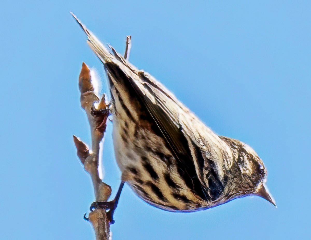Pine Siskin - ML652929691
