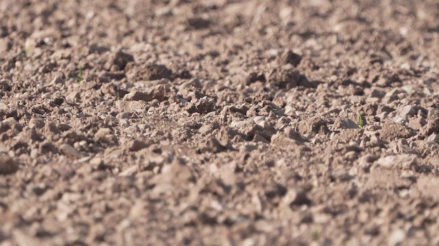 Northern Wheatear - ML652929796