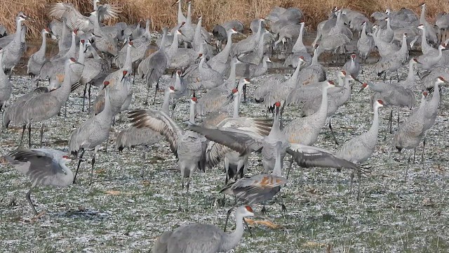 Sandhill Crane - ML652929856
