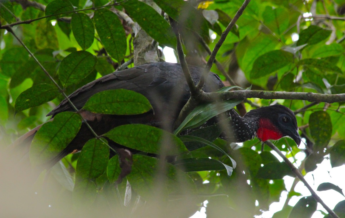 Crested Guan - Alex Wiebe