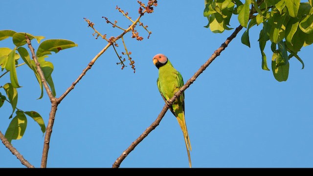 Blossom-headed Parakeet - ML652929928