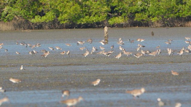 Asian Dowitcher - ML652930061