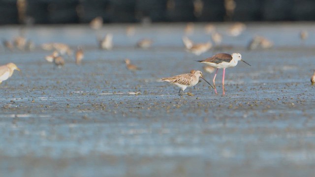 Asian Dowitcher - ML652930062