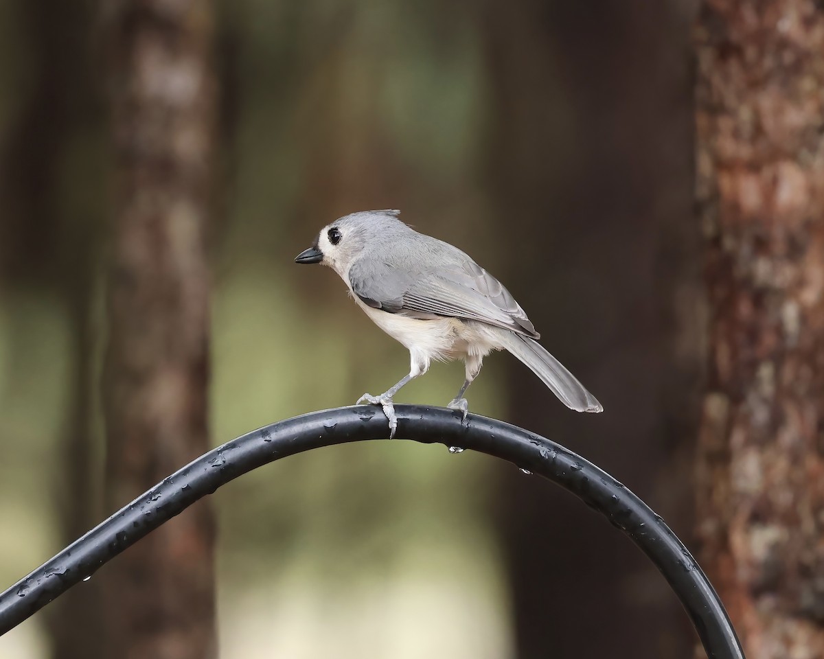 Tufted Titmouse - ML652930415