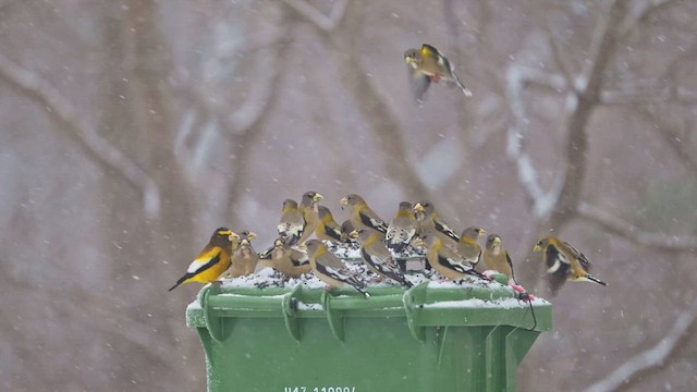Evening Grosbeak - ML652930560