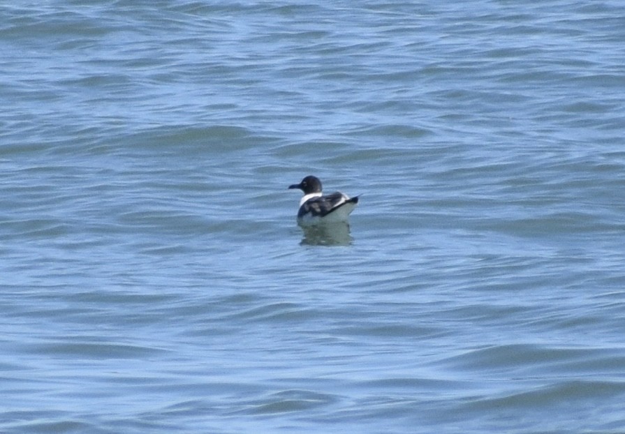 Mouette atricille - ML652930621