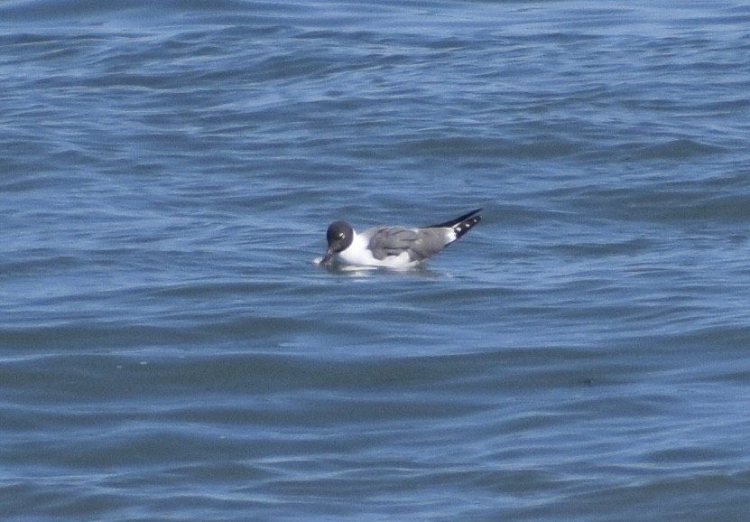 Mouette atricille - ML652930622