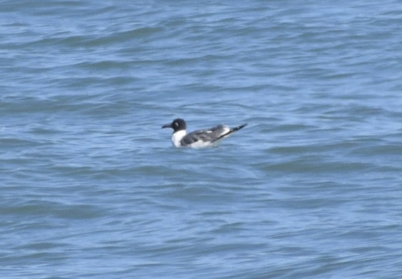 Mouette atricille - ML652930623