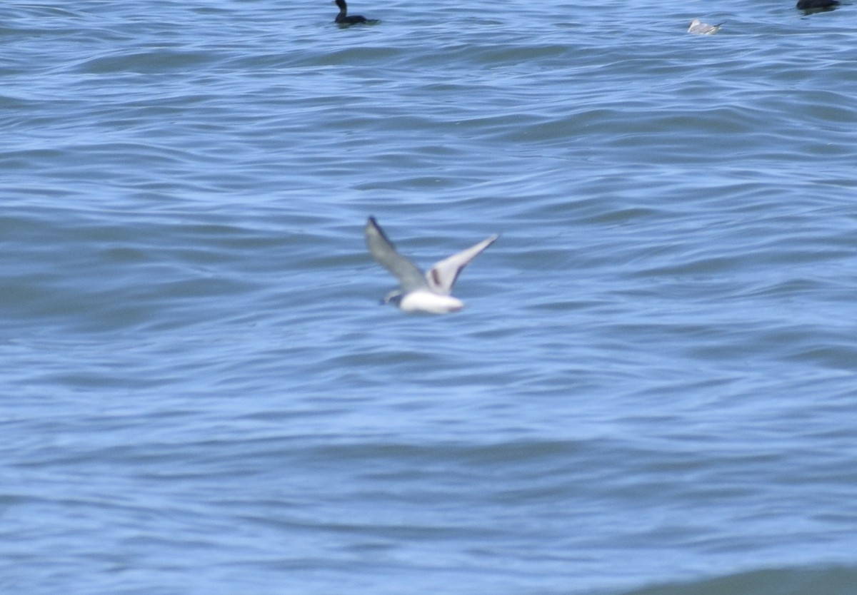 Mouette de Bonaparte - ML652930653