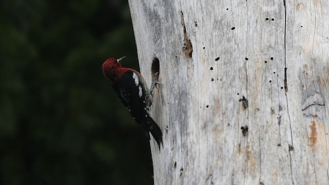 Red-breasted Sapsucker - ML652930702